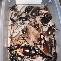 無料　天然物　クワガタ虫　カブトムシの画像