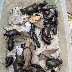 無料　天然物　クワガタ虫　カブトムシの画像