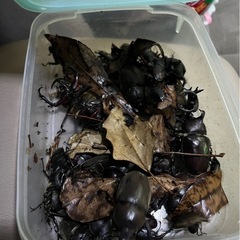 無料　天然物　クワガタ虫　カブトムシの画像