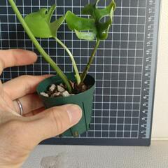 観葉植物　ヒメモンステラの画像