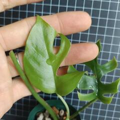 観葉植物　ヒメモンステラの画像