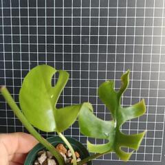 観葉植物　ヒメモンステラの画像