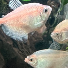熱帯魚テトラの画像