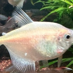 熱帯魚テトラの画像