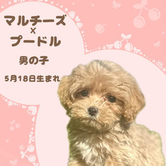 マルプーの男の子