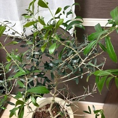 オリーブ 木　観葉植物の画像