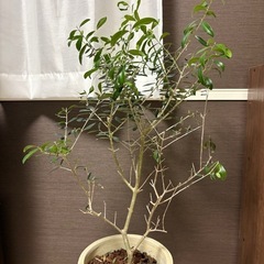 オリーブ 木　観葉植物の画像