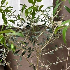 オリーブ 木　観葉植物の画像