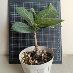 観葉植物　フィカス・ベンガレンシスの画像