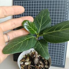 観葉植物　フィカス・ベンガレンシスの画像