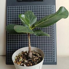 観葉植物　フィカス・ベンガレンシスの画像