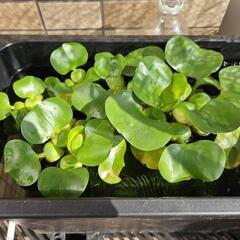 メダカの卵つき浮草（ホテイアオイ）の画像