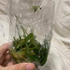 秋の虫　　ウマオイの画像