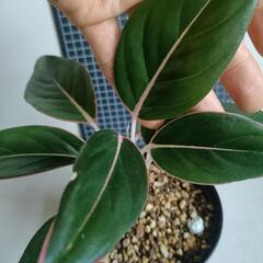 観葉植物　アグラオネマ・サファイアの画像