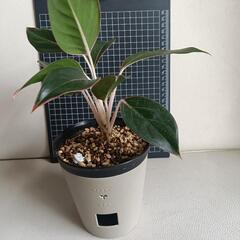 観葉植物　アグラオネマ・サファイアの画像