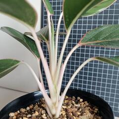 観葉植物　アグラオネマ・サファイアの画像