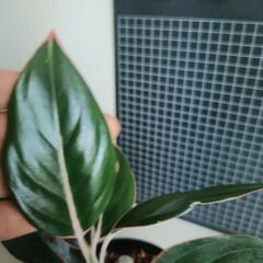 観葉植物　アグラオネマ・サファイアの画像
