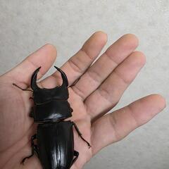 能勢SR 血統オオクワガタペアの画像