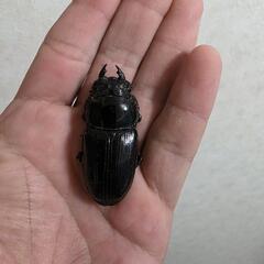 能勢SR 血統オオクワガタペアの画像