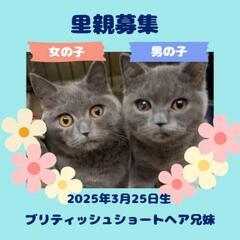 【候補者様とお話し中】🙇‍♀️🐈‍⬛ブリティッシュショートヘア🐈...