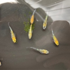夜桜ダルマめだか　現物個体オス6匹メス6匹の画像