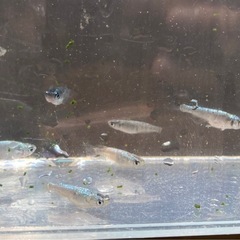 ネプチューンめだか現物個体　写真の子全部　オスメスバランス良く入っていますの画像
