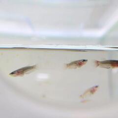 ベタ HM×HM 稚魚 熱帯魚 5匹の画像