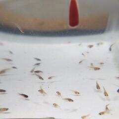 ベタ HM×HM 稚魚 熱帯魚 5匹の画像