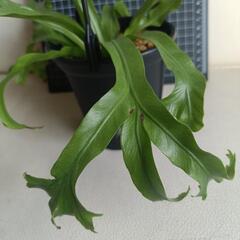  観葉植物  アスプレニウム・アンティキュームの画像