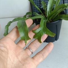  観葉植物  アスプレニウム・アンティキュームの画像