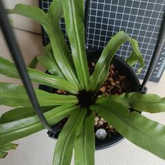  観葉植物  アスプレニウム・アンティキュームの画像