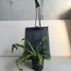  観葉植物  アスプレニウム・アンティキュームの画像
