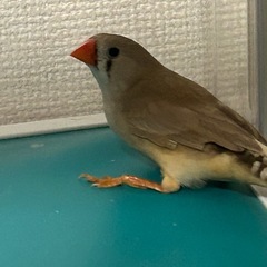 キンカチョウ　メス