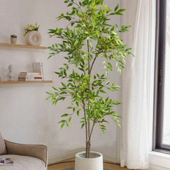 【観葉植物】背の高い観葉植物譲ってください