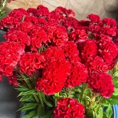 🌟ケイトウ🌟15束限定の画像