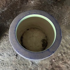 【庭】メダカ　鉢　かめの画像