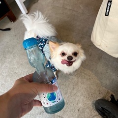 犬友ちゃん募集です