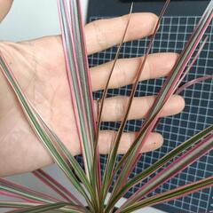 観葉植物 ドラセナ・コンシンネ・レインボーの画像