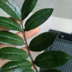 観葉植物 ザミオクルカス・ザミフォーリアの画像