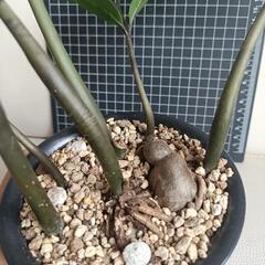 観葉植物 ザミオクルカス・ザミフォーリアの画像