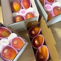 家庭用マンゴーの画像