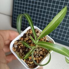 観葉植物  オリズルラン・ボニーの画像