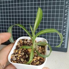 観葉植物  オリズルラン・ボニーの画像