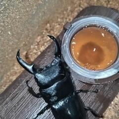 ①50mm本土ヒラタクワガタ1♂♀2セット　の画像