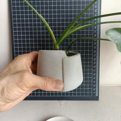 観葉植物フィロデンドロン・セローム の画像