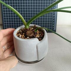 観葉植物フィロデンドロン・セローム の画像