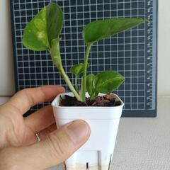 観葉植物  ポトスaの画像