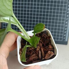 観葉植物  ポトスaの画像