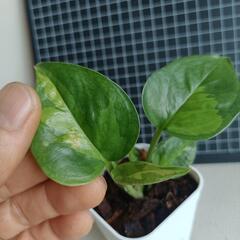観葉植物  ポトスaの画像