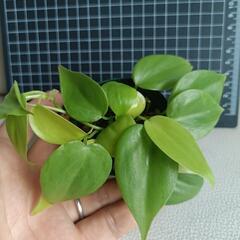 観葉植物オキシカルジウム・ライムの画像